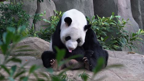 Chubby-giant-panda-ailuropoda-melanoleuca-sitting-on-the