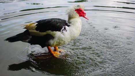 Duck-bathing-in-lake-at-Piedmont-Park-Atlanta