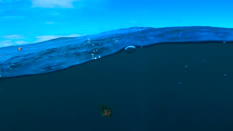 Unterwasseraufnahmen-Von-Wegschwimmenden-Seerosen