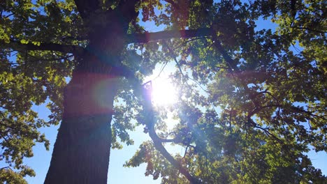 Sunshine-Behind-Tree-Foliage-On-Summer-In-Warsaw