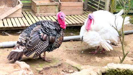 Male-And-Female-Turkey-In-A-Poultry-Farm