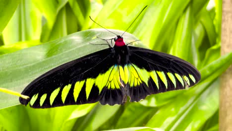 Hermosa-Mariposa-Ala-De-Pájaro-De-Rajah-Brooke-En-La-Selva-Tropical