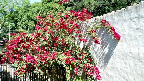 Toma-Estática-De-Arbusto-Con-Flores-Rojas-Visitadas
