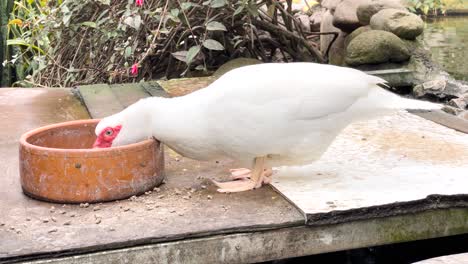 Portrait-Of-A-Domestic-Duck-Eating-At-The