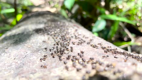 Muchas-Hormigas-O-Termitas-Marchando