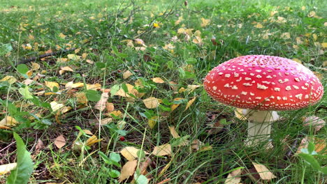 Red-mushroom-on-the-meadow-Poisonous-red-fungus