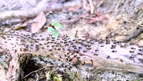 Termites-Marching-Over-Decaying-Fallen-Tree-Trunk-In