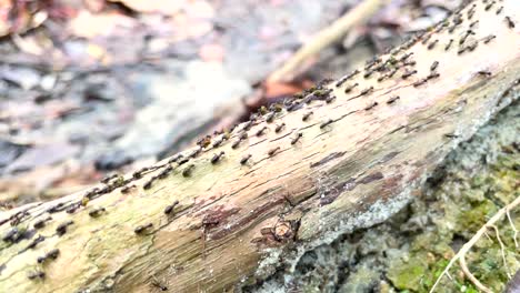 Hundreds-of-termites-walking-up-and-down-a