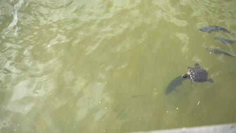 Fische-Und-Schildkröten-Schwimmen-In-Einem-Teich