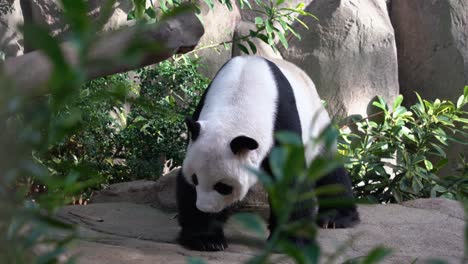 Camera-caught-in-action-capturing-a-giant-panda