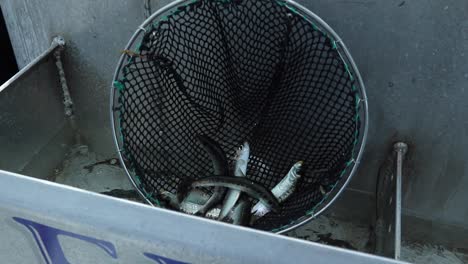 Dropping-sardines-in-bait-tank-on-a-sportfishing