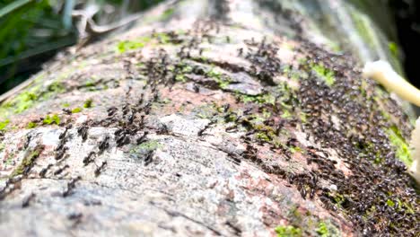 Termiten-Macrotermes-Carbonarius-Armeelinien-Zu-Fuß-Auf-A