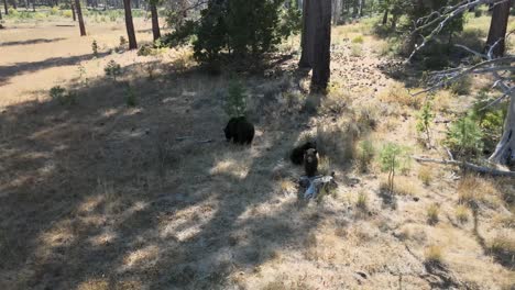 bears-Momma-bear-and-cubs-playing-in-the
