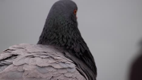 Close-up-of-pigeons-with-white-background