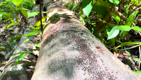 A-Column-Of-Termites-Marching-On-Tree-Trunk