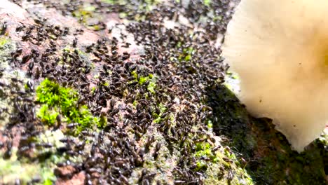 Schwarze-Asiatische-Termiten-Schwärmen-Auf-Moosigem,-Morschem-Holz