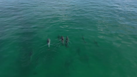 Manada-De-Delfines-Frente-A-La-Costa-De-California