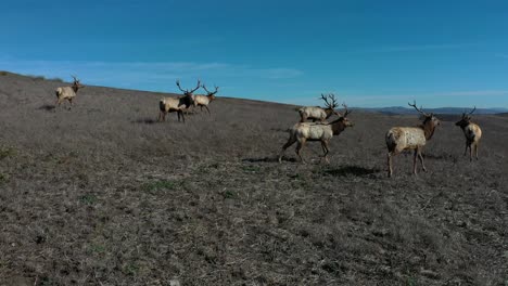 Elk-herd-on-a-hill-Several-Elk-walking