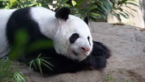 Süße-Gesichtsausdrücke-Eines-Entzückenden-Faulen-Pandas