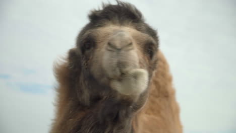 Close-Up-of-cute-camel-against-the-sky