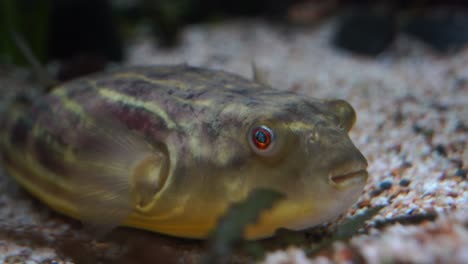 Aggressive-territorial-fahaka-pufferfish-tetraodon-lineatus-swimming-at