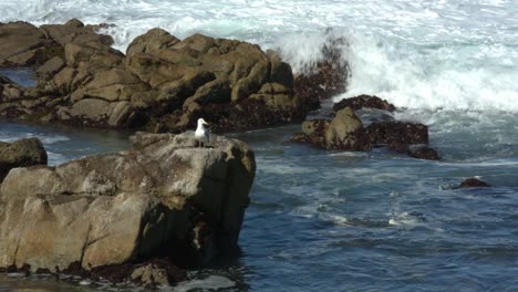 Solo-Seagull-preening-on-the-rocks-at-Carmel