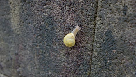 Yellow-Snail-Slowly-Creeping-On-Concrete-Surface-Close