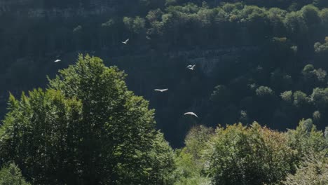 Flock-Of-Eagles-Exploring-Peacefully-Deep-Valley-Collados