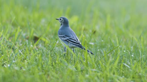 White-wagtail-searching-for-food-flies-in-the