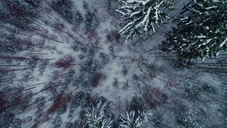 Top-down-view-over-snow-covered-tree-canopy
