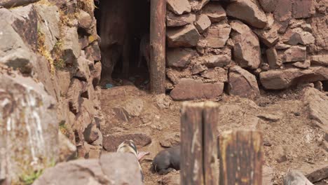 Schweine-Betreten-Und-Verlassen-Die-Höhle-Mit-Mutter-Cusco