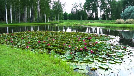 Video-of-Flowers-on-Water-wide-angle