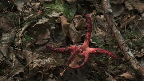 Close-Up-Of-Inedible-Mushroom-Red-Star-Found