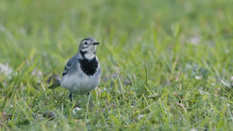 White-wagtail-searching-for-food-flies-in-the