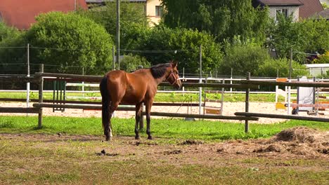 Pferd-Frisst-Gras-Im-Freien-Lettland