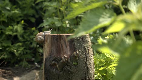 Snail-Crawling-Up-The-Tree-Stump---close-up