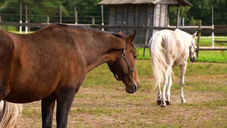 Zwei-Pferde-Auf-Einem-Bauernhof
