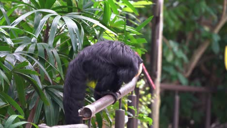 An-arboreal-creature-male-white-faced-saki-monkey