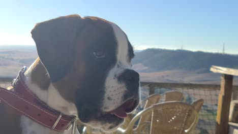 beautiful-boxer-puppy-on-a-terrace-sunbathing