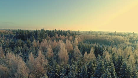 Flying-Over-Vast-Coniferous-Forest-In-The-Countryside