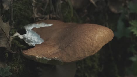 Close-Up-Of-Organic-Edible-Boletus-Mushroom-In