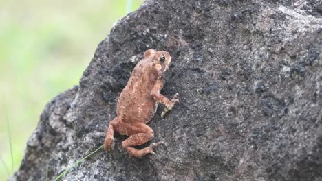Red-Frog---rock--relaxing