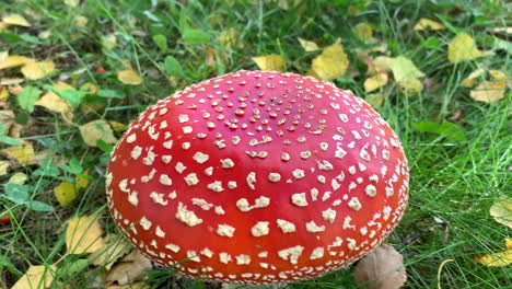 Red-inedible-mushroom-spotted-on-the-grass-Red