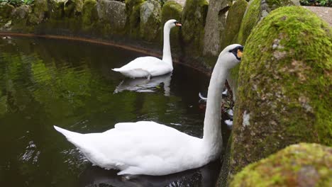 Two-swans-float-about-in-a-pond