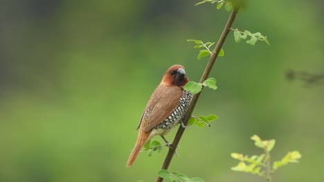 scaly-breasted-munia--single---relaxing
