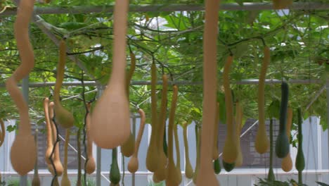 Sliding-shot-of-snake-gourd-farm-inside-greenhouse