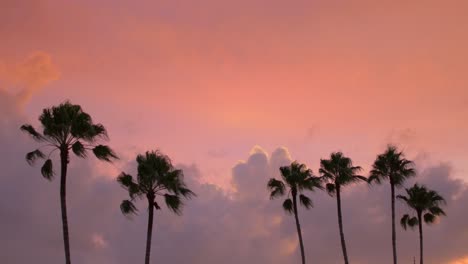 Silhouette-Palme-Gegen-Lila-Sonnenuntergang-Mit-Miami