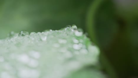 Moving-over-water-drop-covered-green-leaf-in