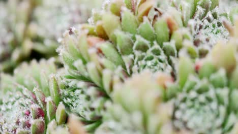 Panning-over-plant-grown-succulent-plant-outdoors