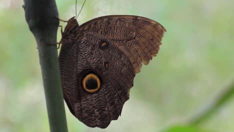 Una-Hermosa-Mariposa-En-El-Amazonas